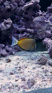 17K views · 199 reactions | Aquascaping a LPS aquarium. The peninsula creates new opportunities in a reef tank. #52SE #bulkreefsupply #brstv #saltwateraquarium #reeftank #reef #fishtank #coral #reefaquarium #saltwatertank #aquarium #marinelife #oceanlife #tropicalfish #fish #hobby #freshwater #freshwateraquarium #plantedtank #aquascape | Bulkreefsupply.com - Saltwater Aquarium Supplies | Facebook