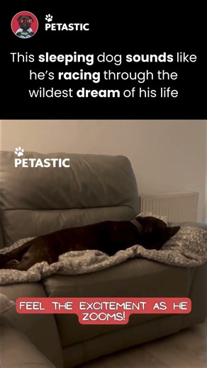 Dog Makes the Wildest Sounds While Dreaming in His Sleep