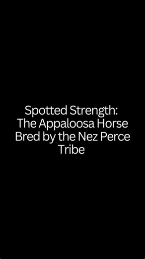Factually Interesting on Instagram: "Spotted Strength: The Appaloosa Horse Bred by the Nez Perce Tribe The Appaloosa is a highly distinctive and versatile horse breed instantly recognizable by its vibrant spotted coat patterns, expressive eyes, and gentle temperament. Originally bred by the Nez Perce tribe in North America, who valued the horses for their endurance, intelligence, and agility. Celebrated for their strength and loyal spirit, Appaloosas excel across various disciplines, including w