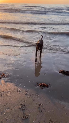 Beach waves > snow days 🐶🌊🎄 Living his best winter beach life | crystalbeach.com