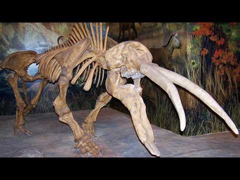 DISCOVERIES — Prehistoric Animal Fossils That Will Change Your View of the Past!