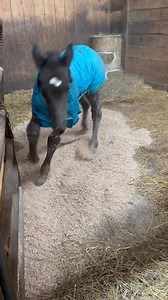 New shavings has become one of his favorite things. He loves to spread them before I add a layer of straw. | Cherry Hill Farm Sanctuary