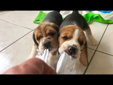 4 Weeks OLD BEAGLE Puppy Siblings Playing