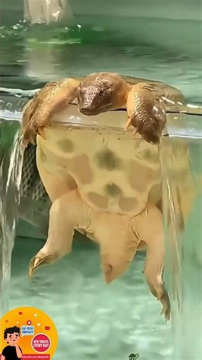 This Turtle Is Glitching IRL 😭🐢 | Funniest Random Moment Ever! #shorts #pets