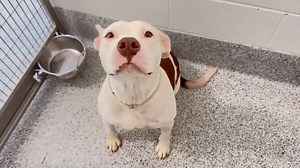 Saving Houston’s Pets on Reels