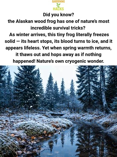 Did you know? the Alaskan wood frog has one of nature’s most incredible survival tricks? As winter arrives, this tiny frog literally freezes solid — its heart stops, its blood turns to ice, and it appears lifeless. Yet when spring warmth returns, it thaws out and hops away as if nothing happened! Nature’s own cryogenic wonder. #fblifestyle | Gardening Hacks | Facebook