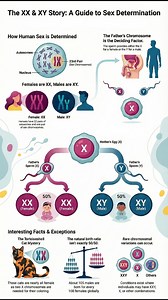 This infographic explains how the combination of X and Y chromosomes decides the biological sex of a baby, showing why the father’s sperm is the determining factor and how the 50–50 probability works in humans. #SexDetermination #Chromosomes #Genetics #BiologyEducation #HumanReproduction | Scoolam Foundation