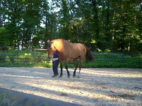 Teaching a horse collection from the ground