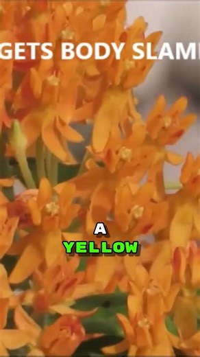 Why You Should Grow Butterfly Weed! #shorts