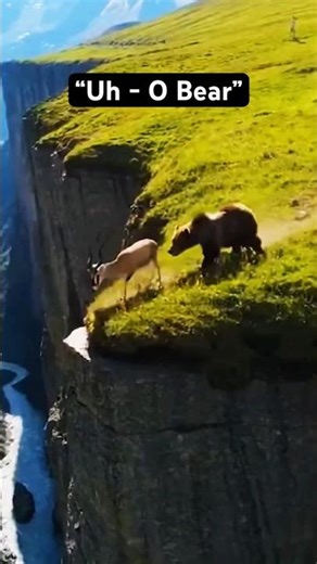 Oops! The Bear Took a Funny Leap 🐻😲 #wildlife