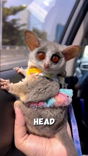 Cutest Ninja Ever? Meet the Bush Baby!
