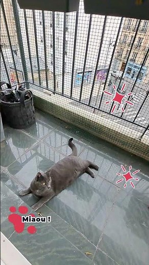 Admirez ce chat qui savoure son balcon sécurisé ! 🐾😺