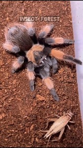 3K views · 16 reactions | A poisonous spider eating an insect #spider #insects #Bugs #wildlife #insectlovers #insect #bug #insectphotography | Insect Forest | Facebook