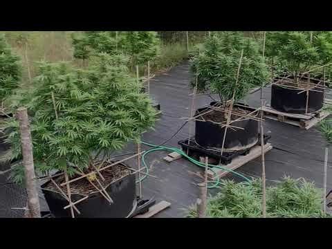 ACMPR 2024 – Outdoor Grow (Quebec, Canada) | Eleven Roses & Bay Burger Early Version