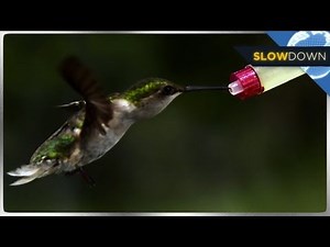 Hummingbird Flies in Stunning Slow Motion