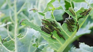 Get Rid of Bugs on Broccoli, Kale, Cabbage, and Other Brassicas