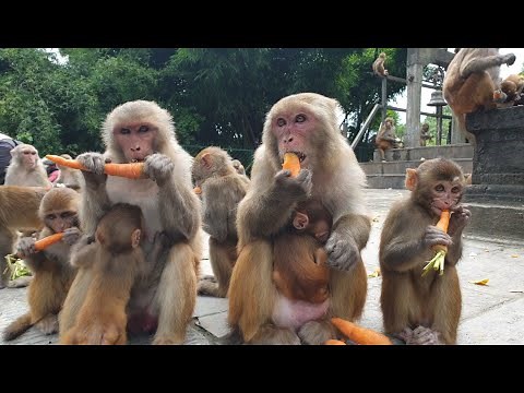 feeding carrot beans and radish to the hungry monkey