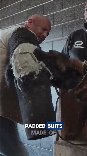 How a Bite Suit Protects During Guard Dog Training