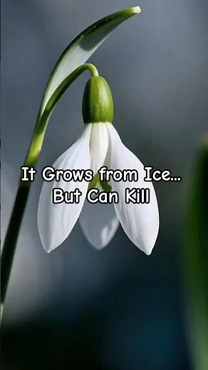 The Flower That Blooms from Snow... and Death | Snowdrop’s Chilling Secret #shorts #snowdrop #nature