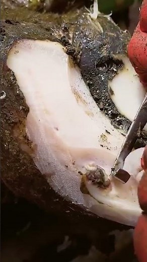 this is WHITE LINE DISEASE