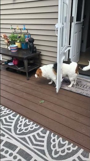 Adorable Dog Gets Stuck at the Dog’s Door as Owner Laugh