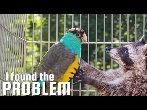 How I Protect My Parrots From Raccoons & Rats (Farm Pest Control)