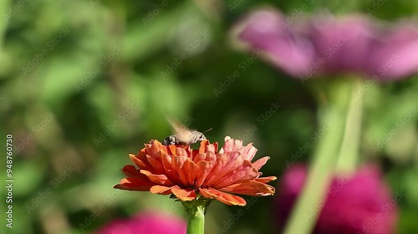 Hummingbird hawk-moth - Macroglossum stellatarum - sucks nectar with its proboscis from a blossom. Slow motion. Close up.