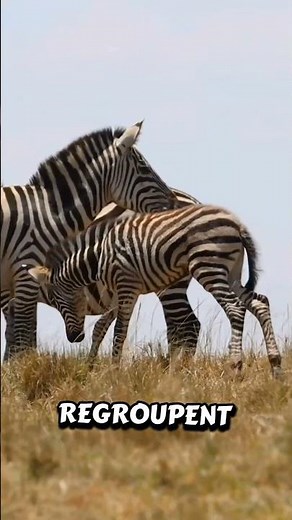 A Zebra Can Break a Lion's Jaw... Here's Why 🦓