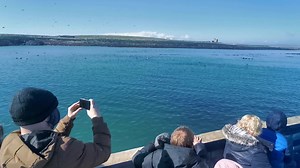 6.9K views · 377 reactions | Puffins on show here today at the Islands. Not hundreds but thousands!! | Billy Shiel Farne Islands Boats | Facebook