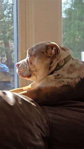 meet kilo ..a rescued Beabull! quirky skittish loving