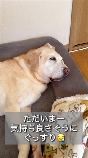 気持ち良さそうにぐっすり #ラブラドールレトリバー #15歳 #愛犬との暮らし