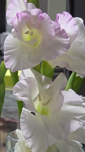 "Floraon — Gladiolus (꽃말: 비밀, 견고한 마음, 젊음)" 🌸✨​#글라디올러스 #Floraon #꽃말