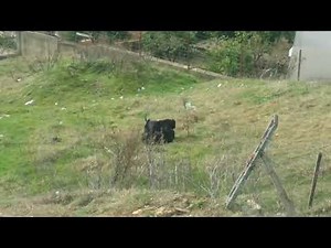 Pitbul vs Rottweiler pelea real