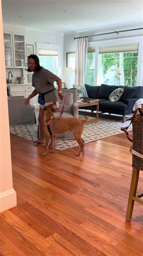 What to do when your dog wants to jump on people walking through your door