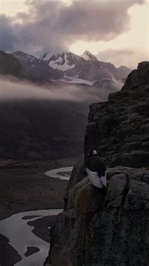 安第斯山脉 (The Andes) “山脉之王”。安第斯神鹫 (Andean Condor) 飞越 菲茨罗伊峰 (Mount Fitz Roy) 的瞬间。这里是 巴塔哥尼亚 (Patagonia)，南美大陆的自然图腾在 阿根廷 (Argentina) 的群山间盘旋。 #巴塔哥尼亚 #安第斯神鹫 #自然地理 #阿根廷