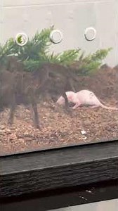 Goliath bird eating tarantula eating a mice for the first time “Warning Graphic”