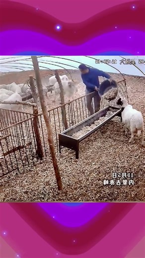 LOL !!!#funny#animals#fyp#tiktok