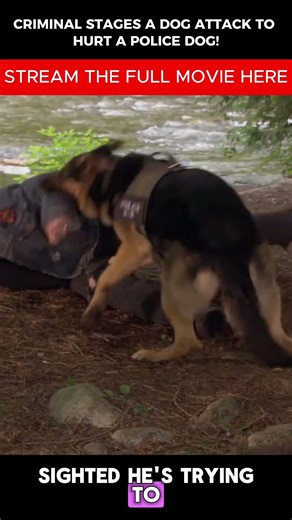 Watch The Dramatic Moment That This K9 Dog Is Falsely Accused Of A Violent Attack! #dogmovies #movie