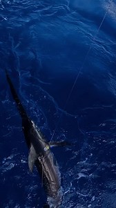 706K views · 7.7K reactions | Swordfish are notorious for being sloppy feeders and very erratic. This fish was hooked in the tail and swam the leader into a knot around its’ body! STANZ Fishing #stanzfishing Freeman Boatworks PENN Fishing Blaster Products Blue Wave Tigress Outriggers & Gear | Capt. Nick Stanczyk | Facebook