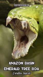 🐍😲 Jaw-Dropping SUPER SLOW-MOTION of Yawning of Amazon Basin Emerald Tree Boa!! 😲🐍 #snake #snakes #ReptileKeeper #snakebites #snakesofinstagram #snakebreeder #wildlifephotographer #wildlifeaddicts #wildlifelovers #wildlife #wildlifeplanet #wildlifeonearth #wildlifephotography #wildlifephoto #wildlifeconservation | Robert Wedderburn Productions