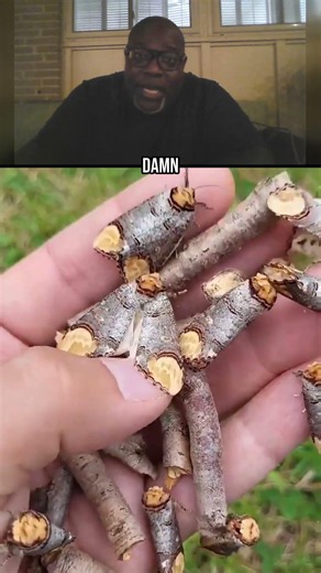 This Broken Stick Is Actually a Buff Tip Moth