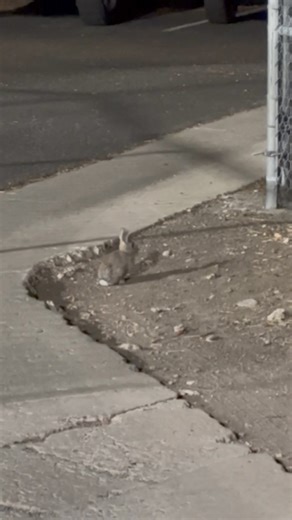 KOLO wildlife 🐰 | KOLO Chief Meteorologist Jeff Thompson