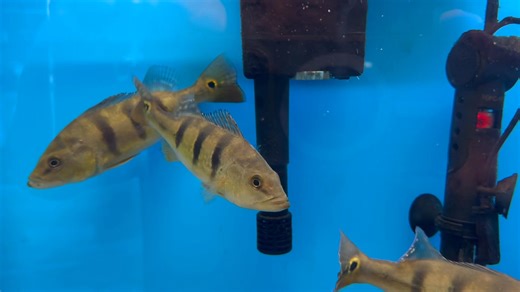 New fish arrival. Kelberi Peacock Bass 7”. Come check out the largest fish store in California. We stock over 600 tanks of fish with the largest selection. 6643 Franklin Blvd Sacramento 95823. 916-422-7266 #exoticaquarium #sacramento #fishethusiast #saltwateraquarium #plantedaquarium #snakes #lizards #freshwaterfish #palladarium #saltwaterfish #fishkeeping #tropicalplants #tropicalfish #aquascaping #corals #reef #reptiles #roseville #folsom #bayarea #rocklin #granitebay #citrusheights #fy #916 |