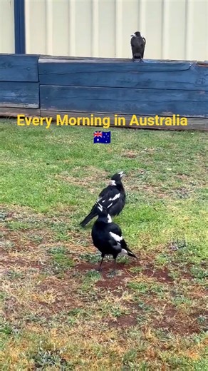 Why do Magpies warble in every morning? #birdsounds #birdsinging #satisfying