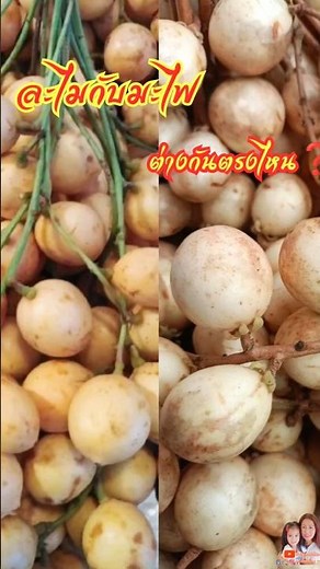 What is the difference between mafai and lamai? #Differences between mafai and lamai #How do you ...