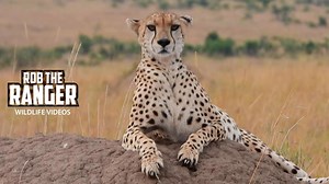 Female Cheetah Eyes Nomadic Male With Caution