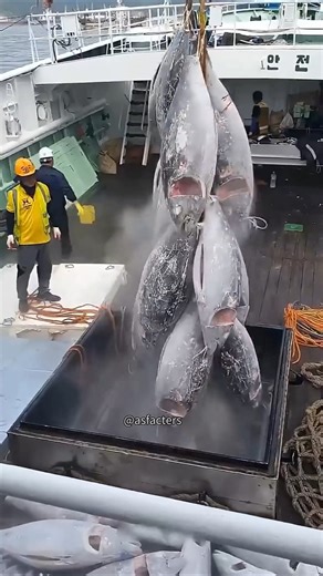 Why Tuna Fish are so expensive #yellowfintuna #fishing #tuna