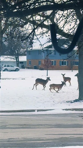 Deers Enjoying Playtime in the Snow