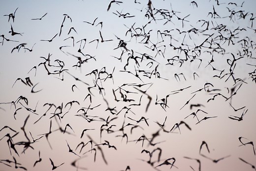 The Battambang Bat Caves, Cambodia