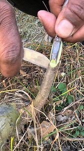 Professional Whip Grafting Technique #plantloverschallenge #plants #graftskills #fruitgraft #plantsgrowing | Ramesh Oli